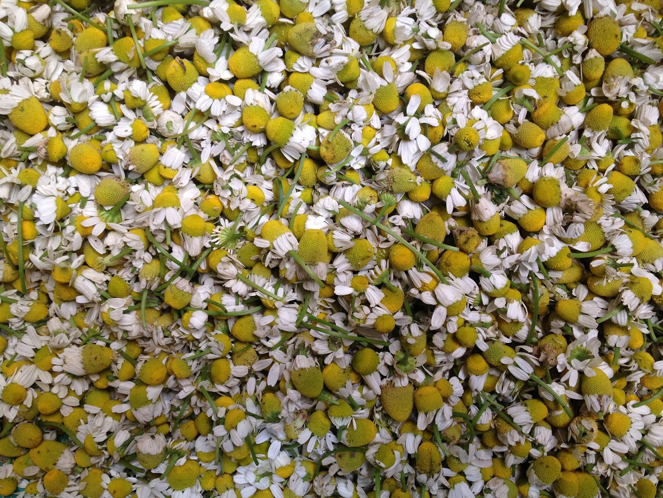 Chamomile