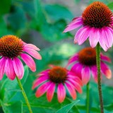 Echinacea